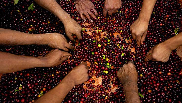 sorting coffee cherry